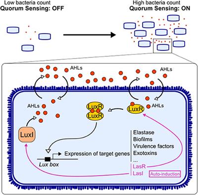 Impact of N-Acyl-Homoserine Lactones, Quorum Sensing Molecules, on Gut Immunity